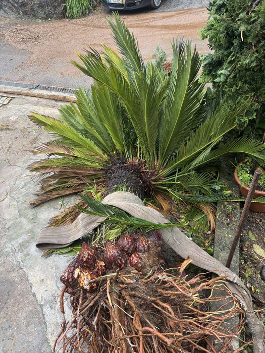 Syca ( já arrancada)