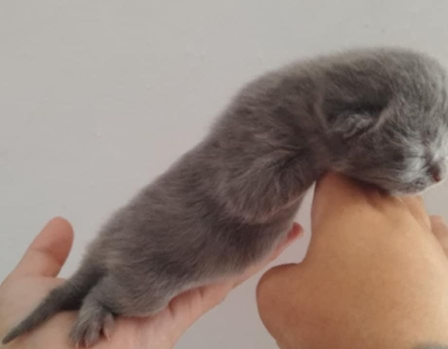 Scottish straight blue