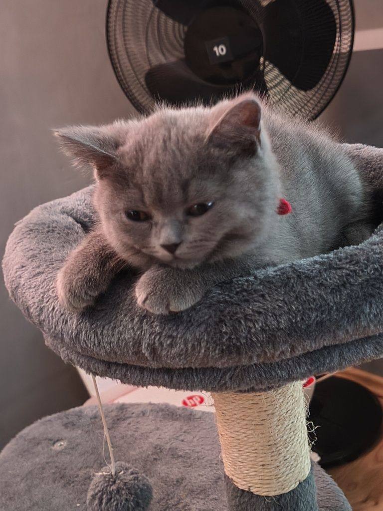 CHLOE Kotka Brytyjska Niebieska Krótkowłosa