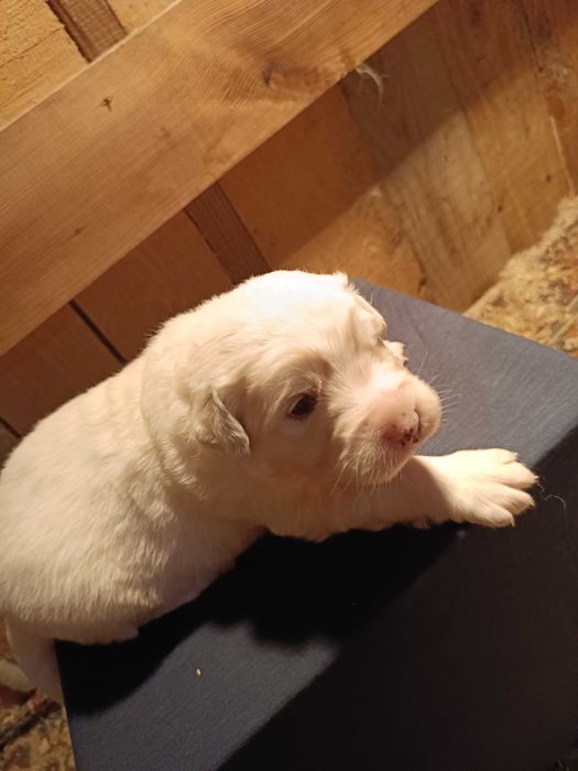 Owczarek Podhalański