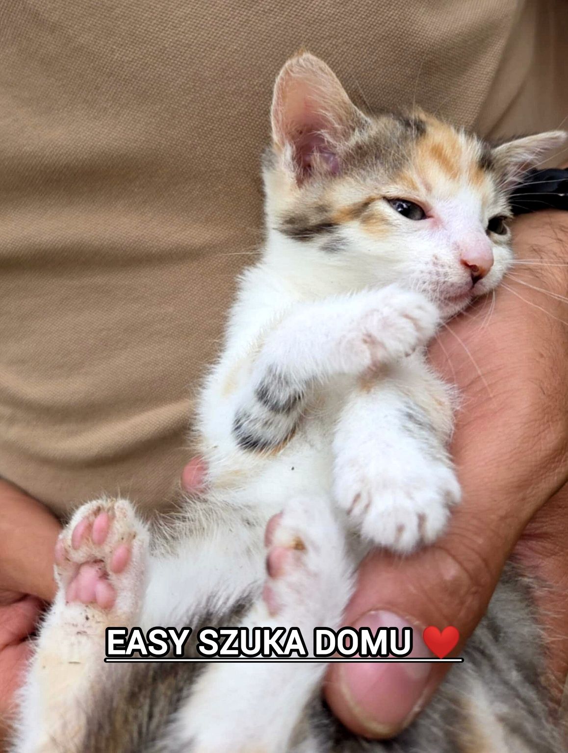 Easy szuka domu.