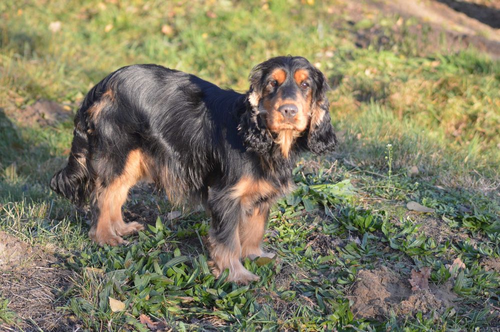 cocker spaniel angielski samiec dorosły