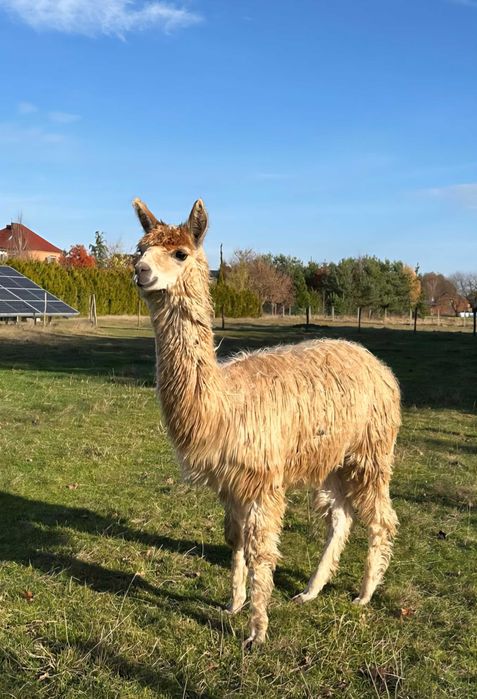 Alpaki samiec surii