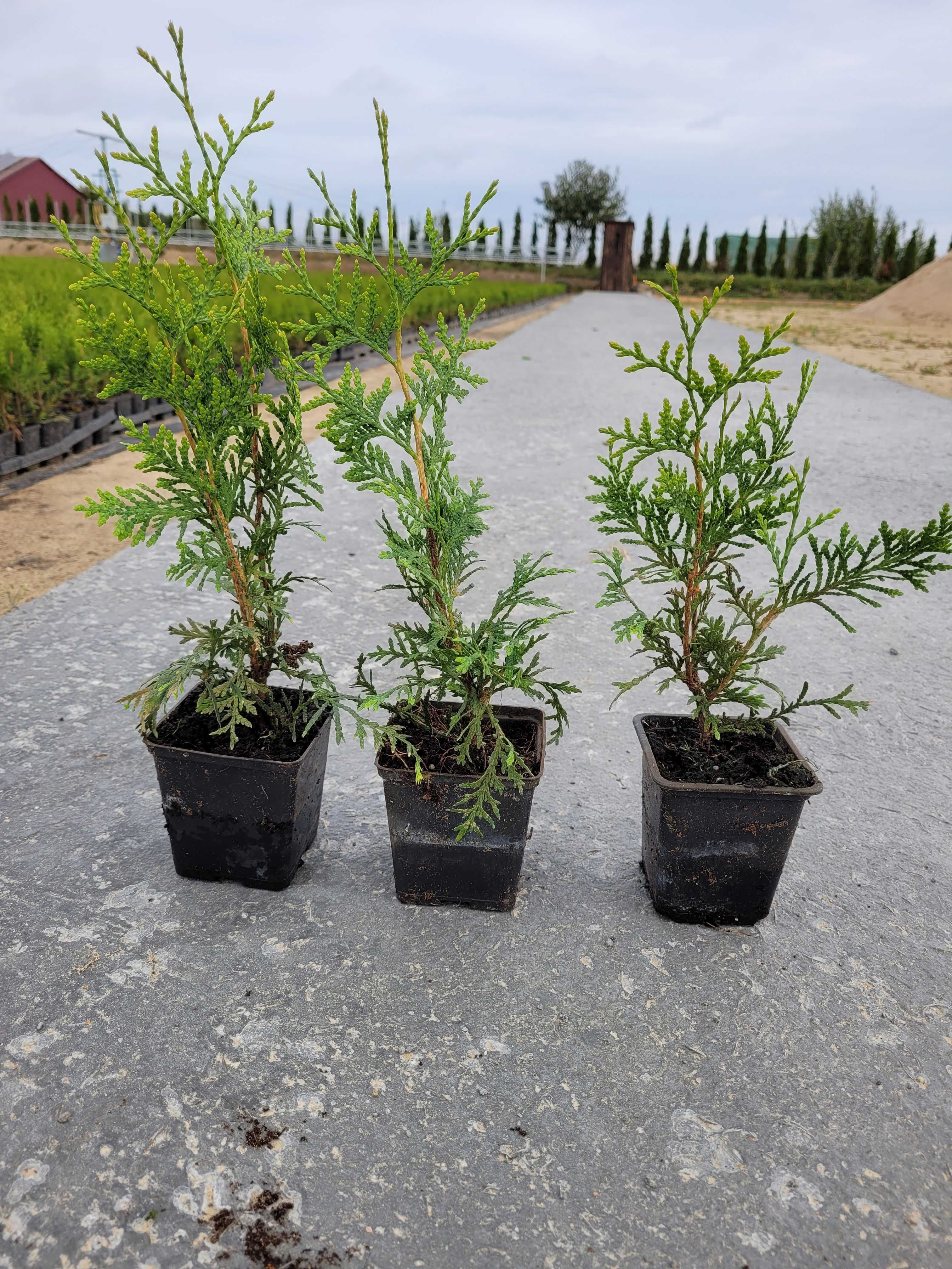 Tuja BRABANT doniczka 0,5l od 20 do 40 cm MOŻLIWA WYSYŁKA