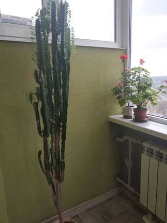 продам кактус ,высота 170 см, возраст 17лет