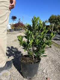 Prunus Laurocerasus / Laurowiśnia 'Otto Luyken' /  Wys. 25-60cm