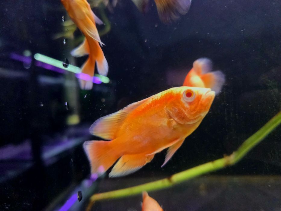 Pielęgnica pawiooka red albino/ red chili