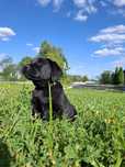 Labrador retriever