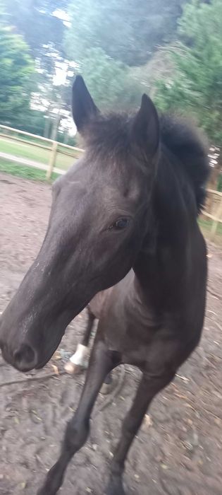 Égua Lusitana  Pontuada