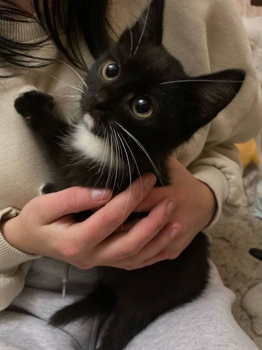 Котята в добрі руки .