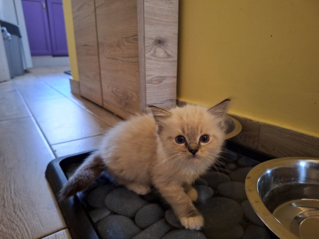 Ragdoll- dziewczynka seal point mitted lynx
