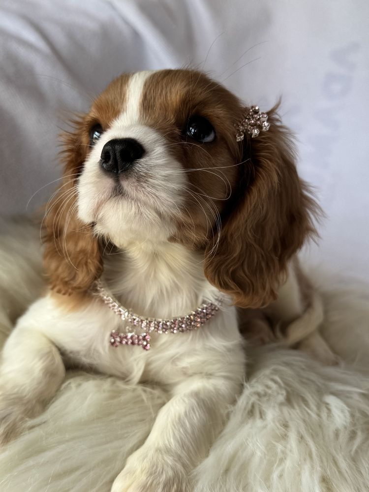 Sunia blenheim- Cavalier King Charles Spaniel