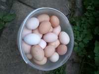 Яйца куриные домашние.