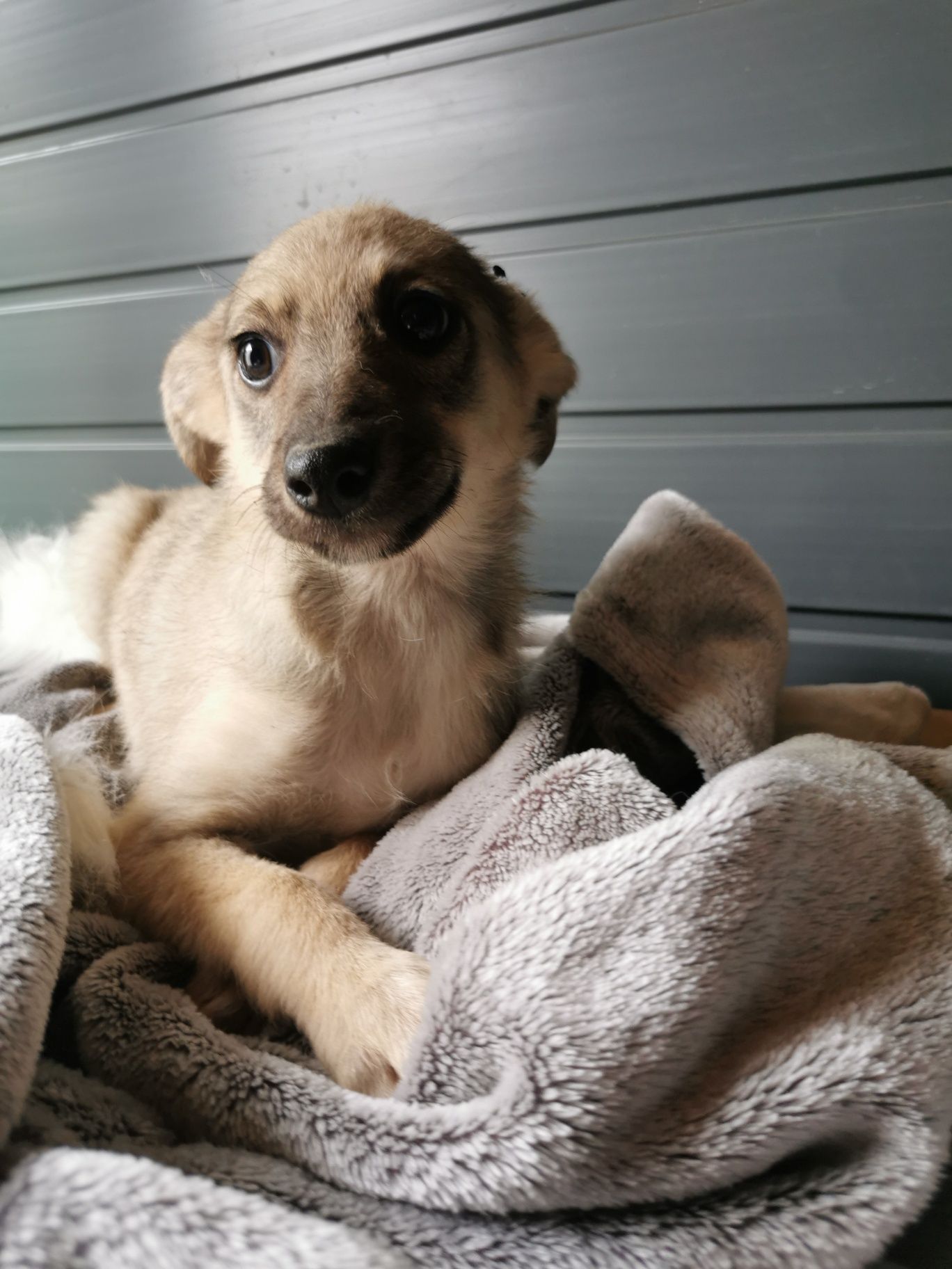 Szczeniak suczka poleca się do adopcji