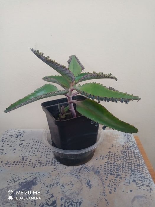 Золотой ус, Каланхоэ, Алоэ Вера,  Столетник.