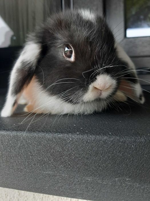 Króliki baranek miniaturka karzełek mini lop