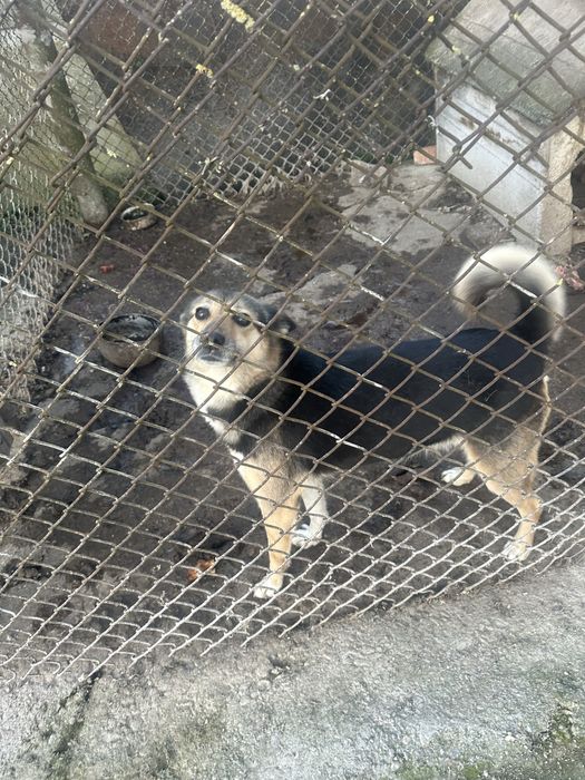 Собака в добрі руки