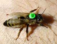 Неплідні бджоломатки F-1, порода Carnica