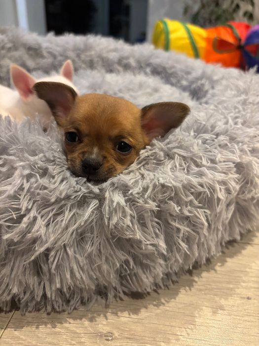Piesek chihuahua