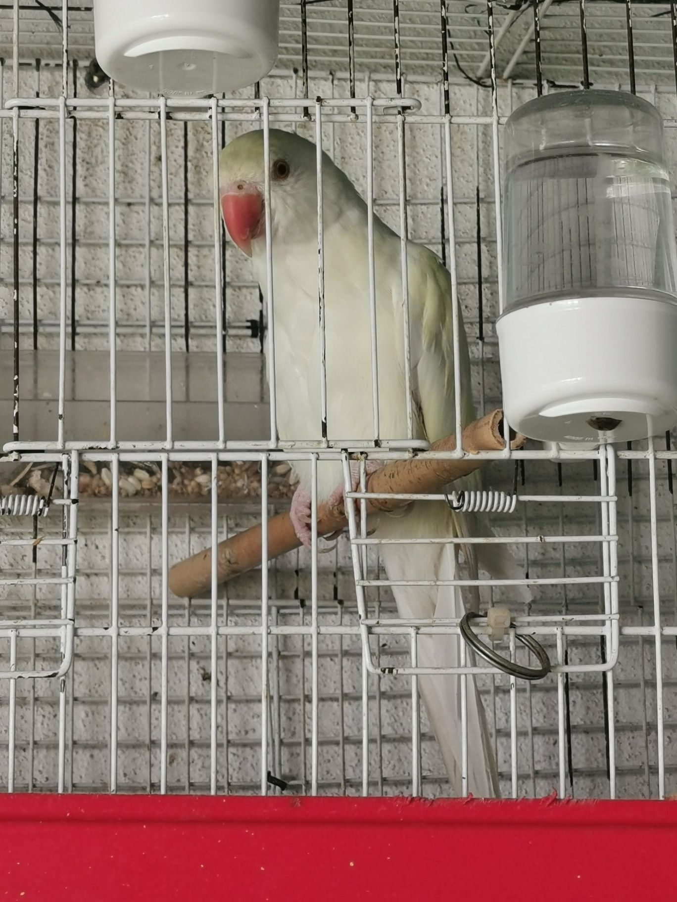 Vendo ring neck branco
