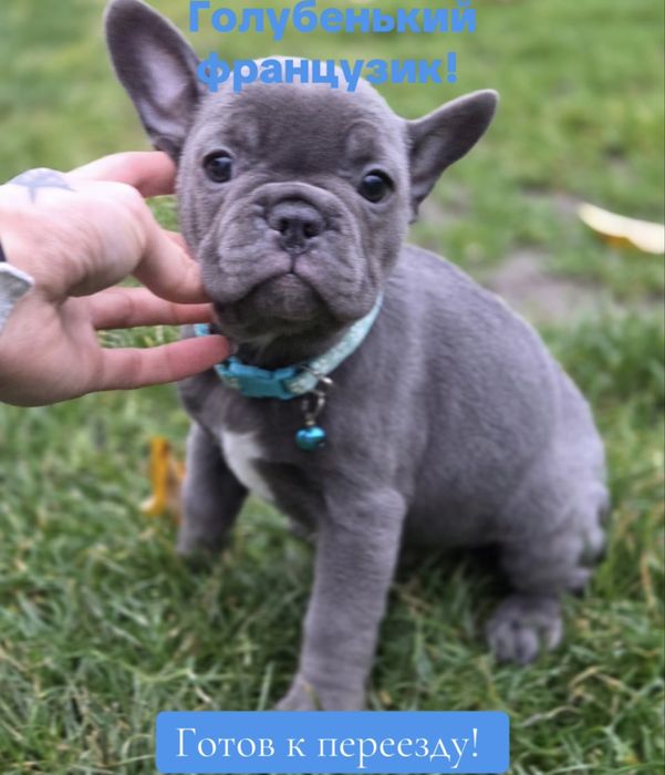 Голубой мальчик француз мини