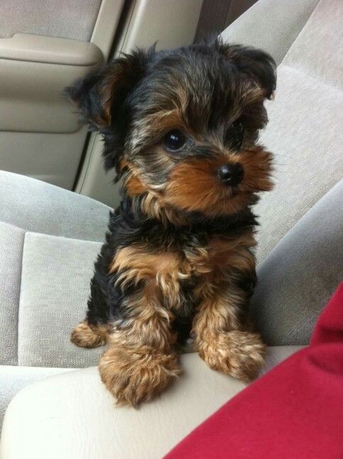 Шикарні красені і красуні супер міні та міні.