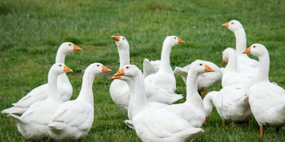Gęsi z własnego gospodarstwa.