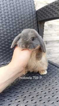 Mini lop cudowne króliczki karzełki miniaturka