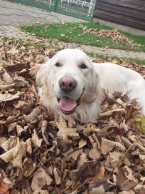 Golden Retriever, reproduktor