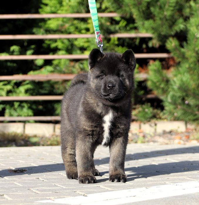 Akita Amerykańska suczka