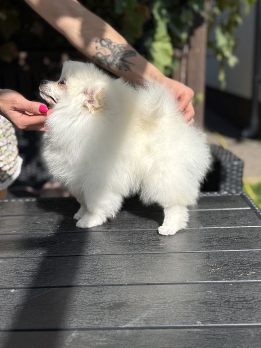 Pomeranian Szpic Miniaturowy Biały FCI ZKwP