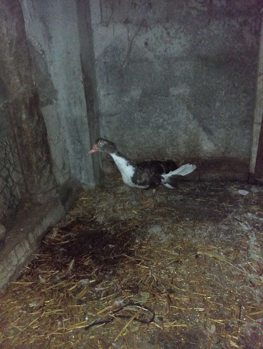 Patos mudos jovens para criar