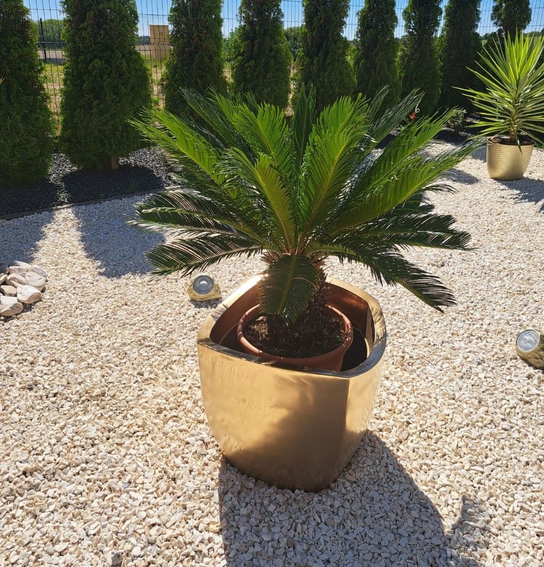 Trachycarpus Wagnerianus szorskowiec fortuniego palma 100cm