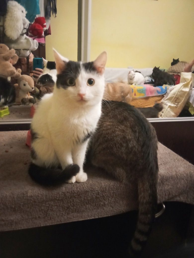 Кіт. Киця. Кошеня.