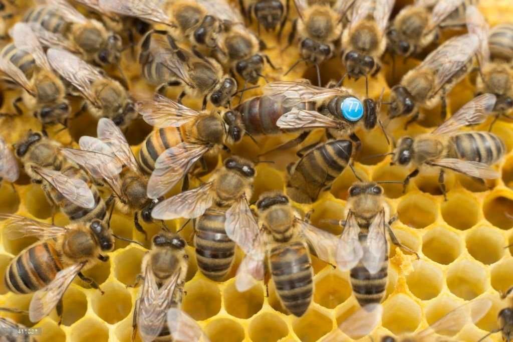 Matki pszczele SZRON unasiennione Wysyłka