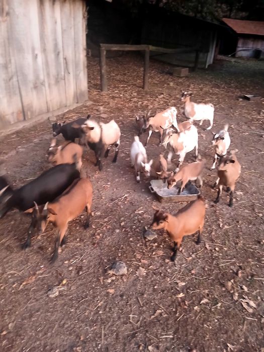 Cabras anãs machos e fêmeas