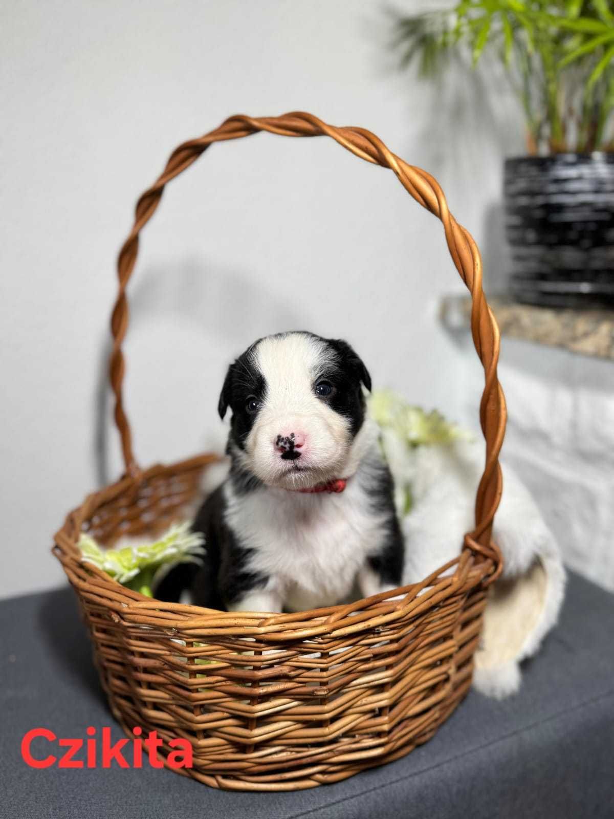 Urocza suczka Border collie