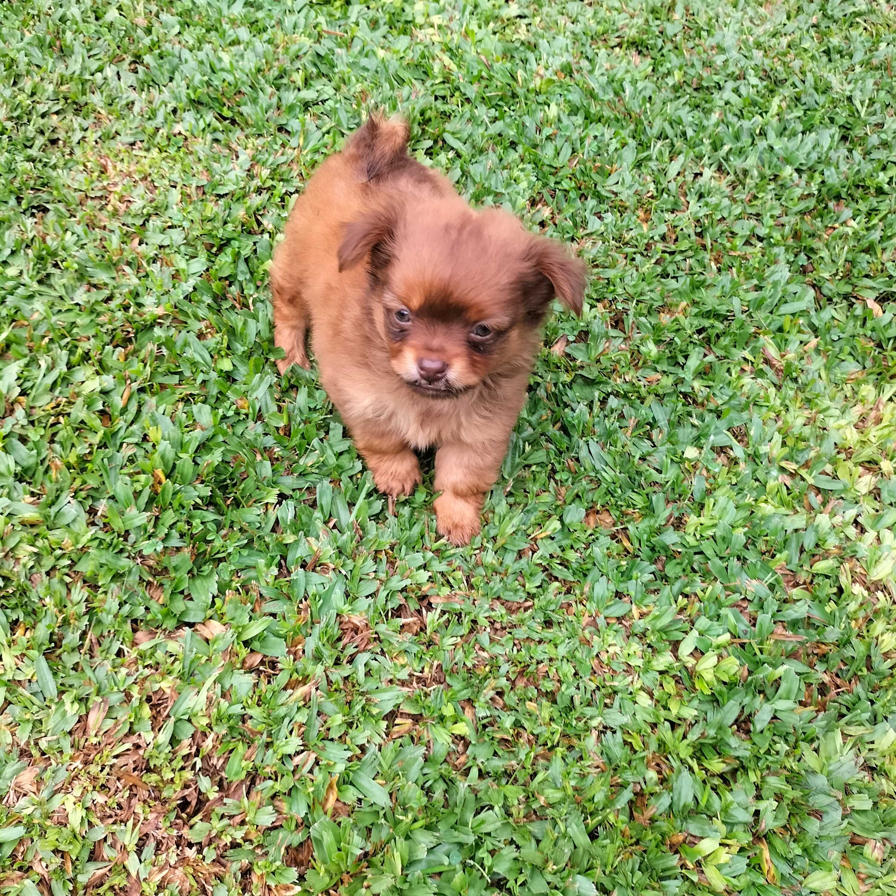 Chihuahua xx macho