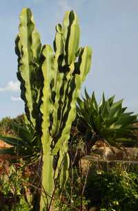 CACTO Euphorbia para VASO