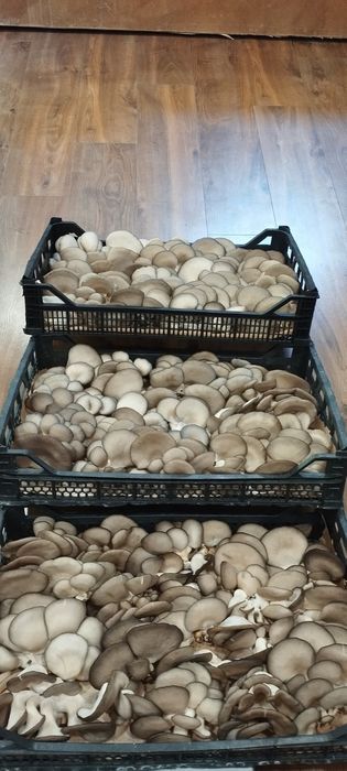 Вешенка,глива свіжа