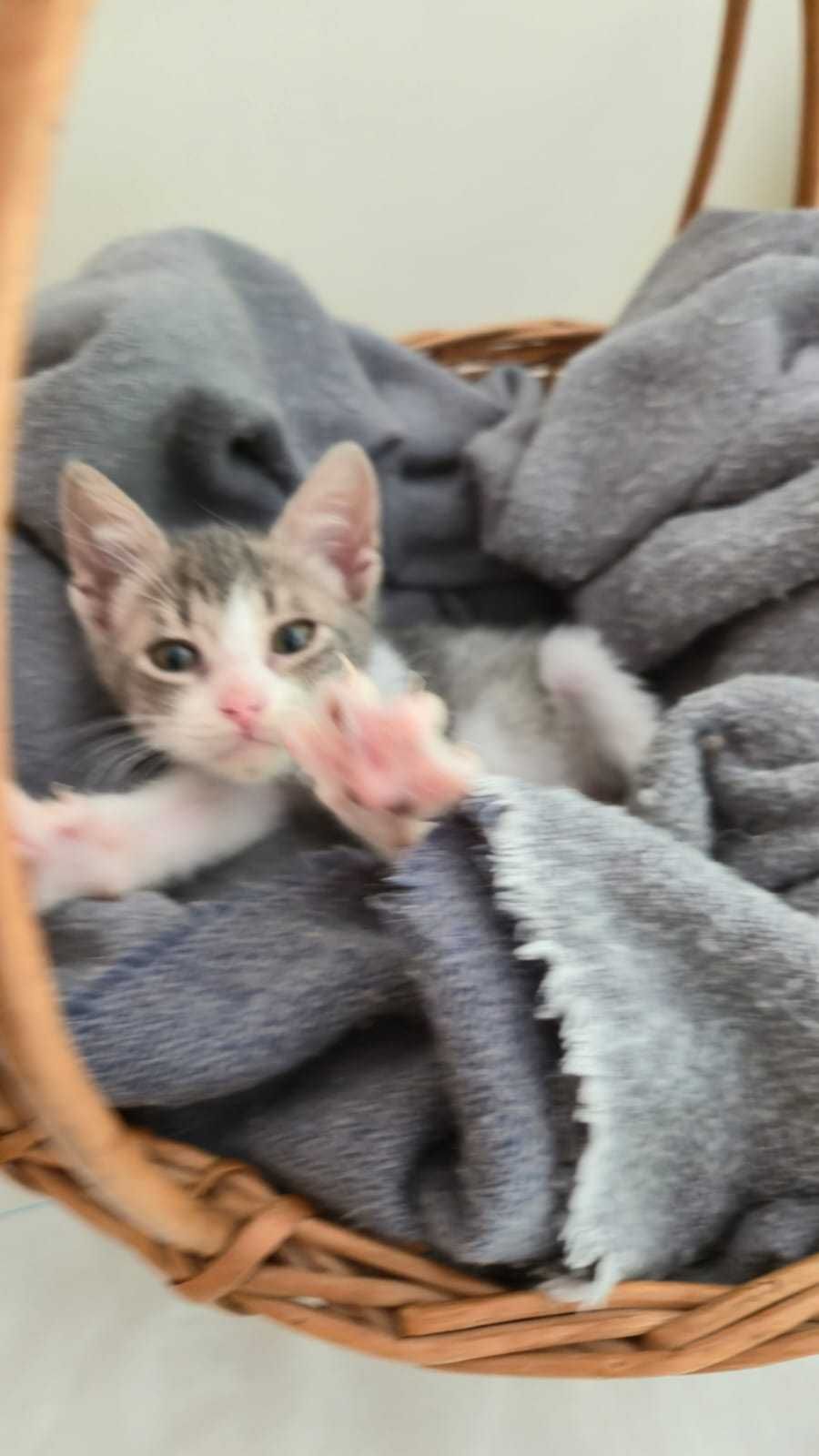 2 Lindas gatinhos  para adoção responsável