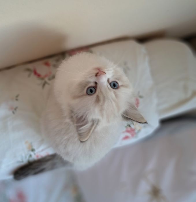 Biały słodziak kocurek Ragdoll