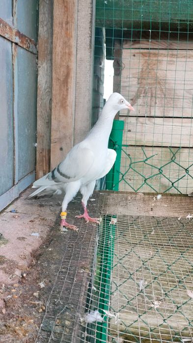 Gołębie srebniaki perlowe