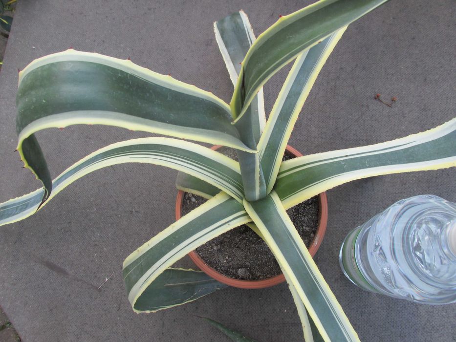 Odhodowana agawa z żółtymi brzegami - agave americana variegata