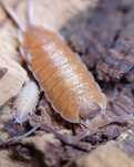 Porcellio nicklesi, isopody, 10 szt.