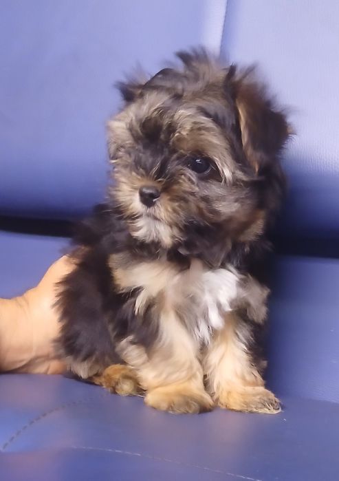 Йоркширський терьер на долоньку