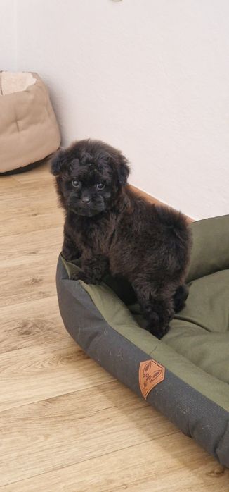 Pomapoo,  suczka,  czarna