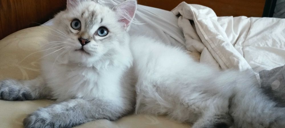 Кошеня шиншила поінт