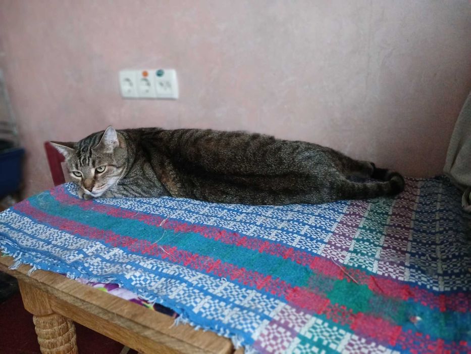 Полосатый шикарный кот Нафаня, 3-4 года
