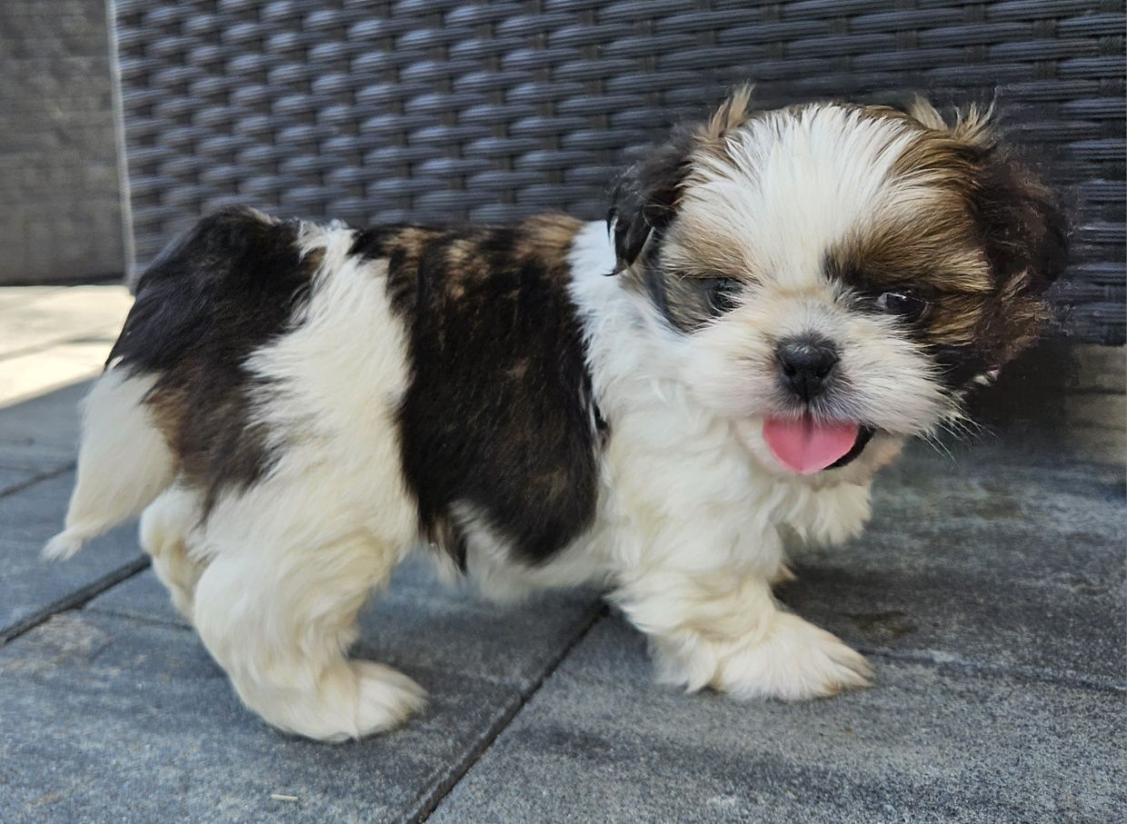 Shih tzu TRI color